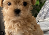 Maltipoo bebek surat yavrularımız yeni ailelerine gitmek için hazir